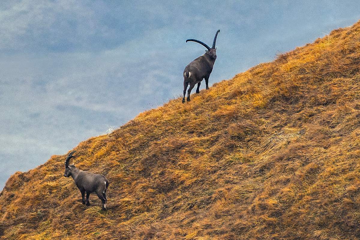 350 Steinböcke leben im Naturpark Beverin – mit etwas Glück begegnet man ihnen in freier Wildbahn.
