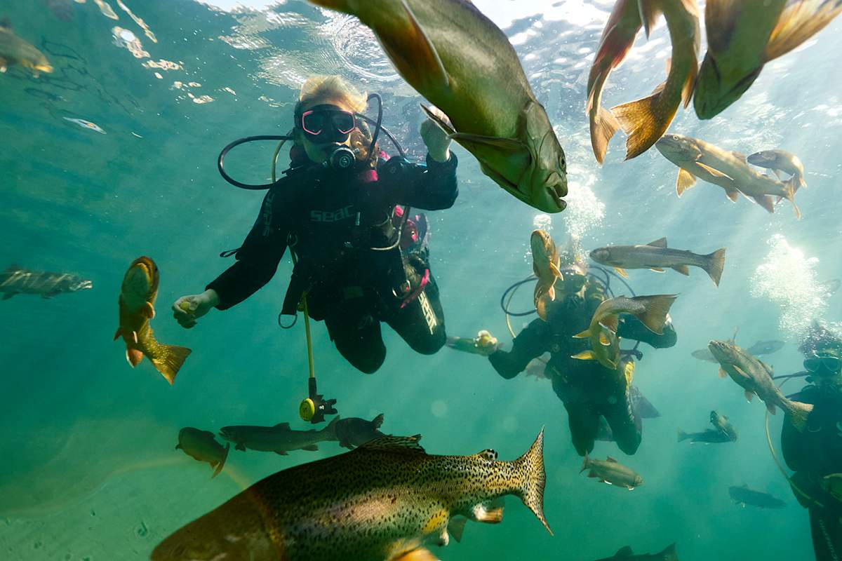 Taucher erkunden den Grüblsee, umgeben von zahlreichen Fischen im klaren Wasser.