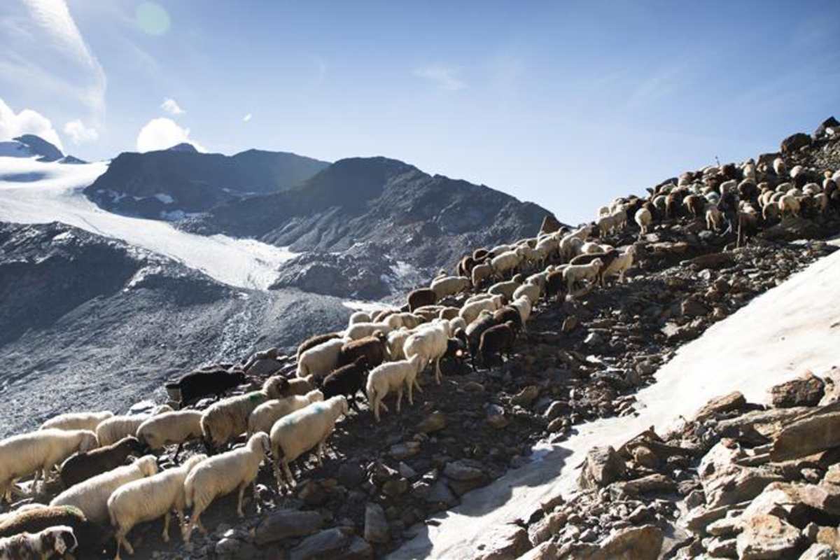 Almauftrieb mit Schafen