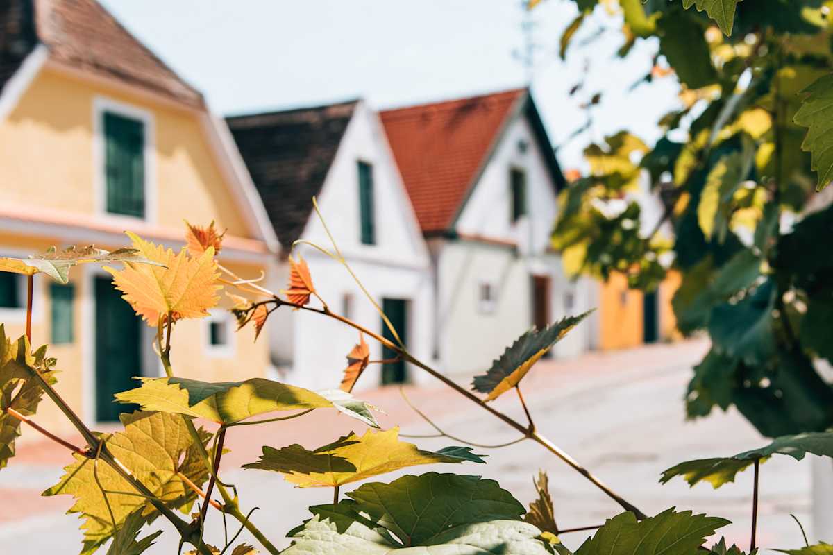 In den historischen Kellergassen des Weinviertels trifft Tradition auf Genuss.