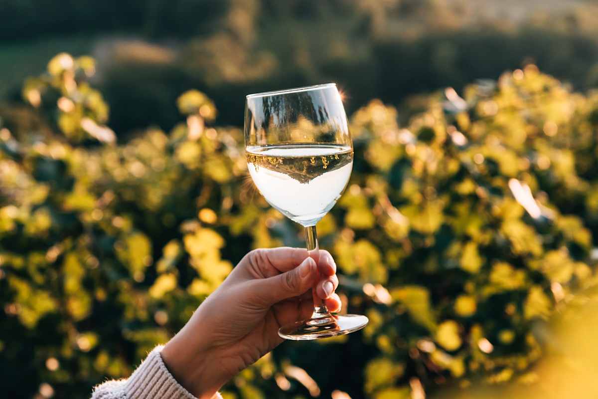 Edle Tropfen entdecken: Bei einer Weinverkostung in Niederösterreich erleben Besucher die Vielfalt der regionalen Weinkultur.