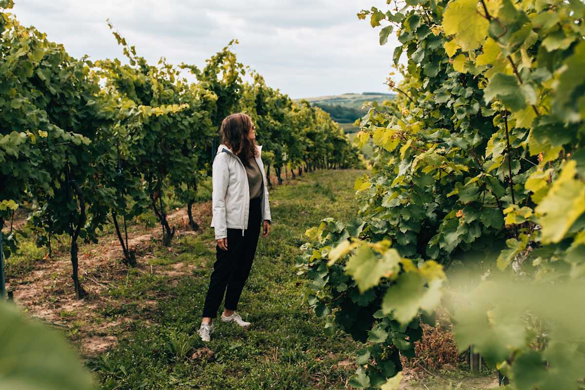 Bei einer Weinwanderung verschmelzen malerische Weingärten, sanfte Hügel und historische Burgen mit der facettenreichen Welt des Weins.