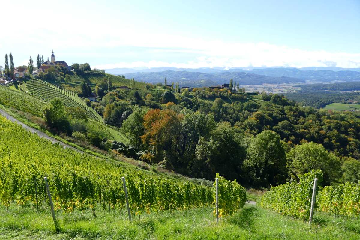 Steiler Weinberg in Kitzeck