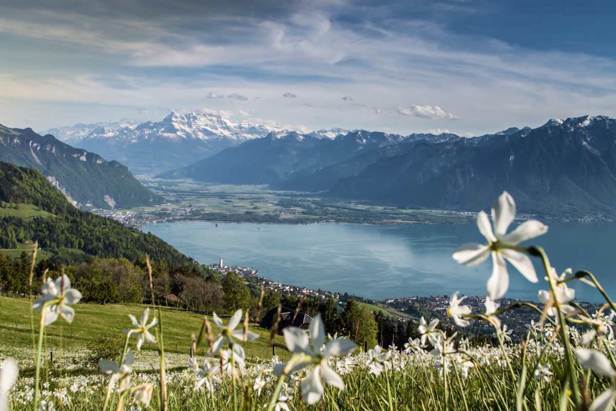 Der Narzissenweg: Blütenpracht und sagenhafte Aussicht auf den Genfersee