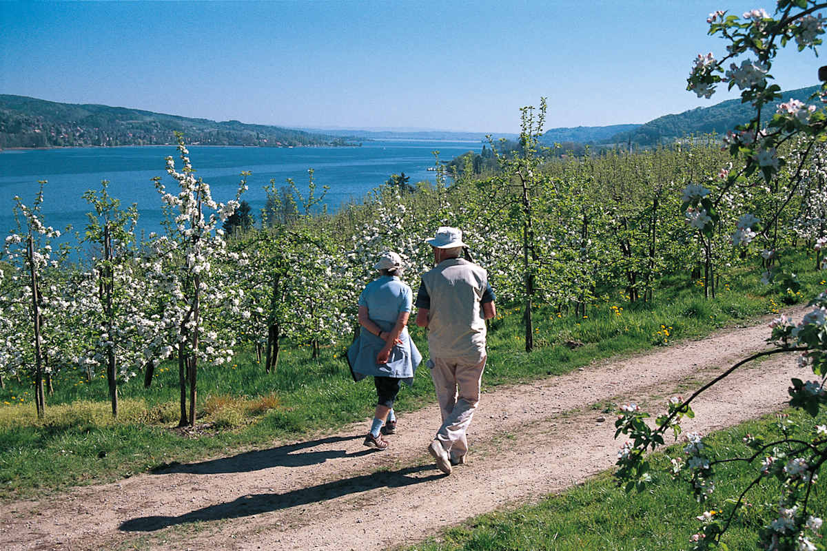 Zum Schwärmen verleitet die Untersee-Landschaft bei Mammern.