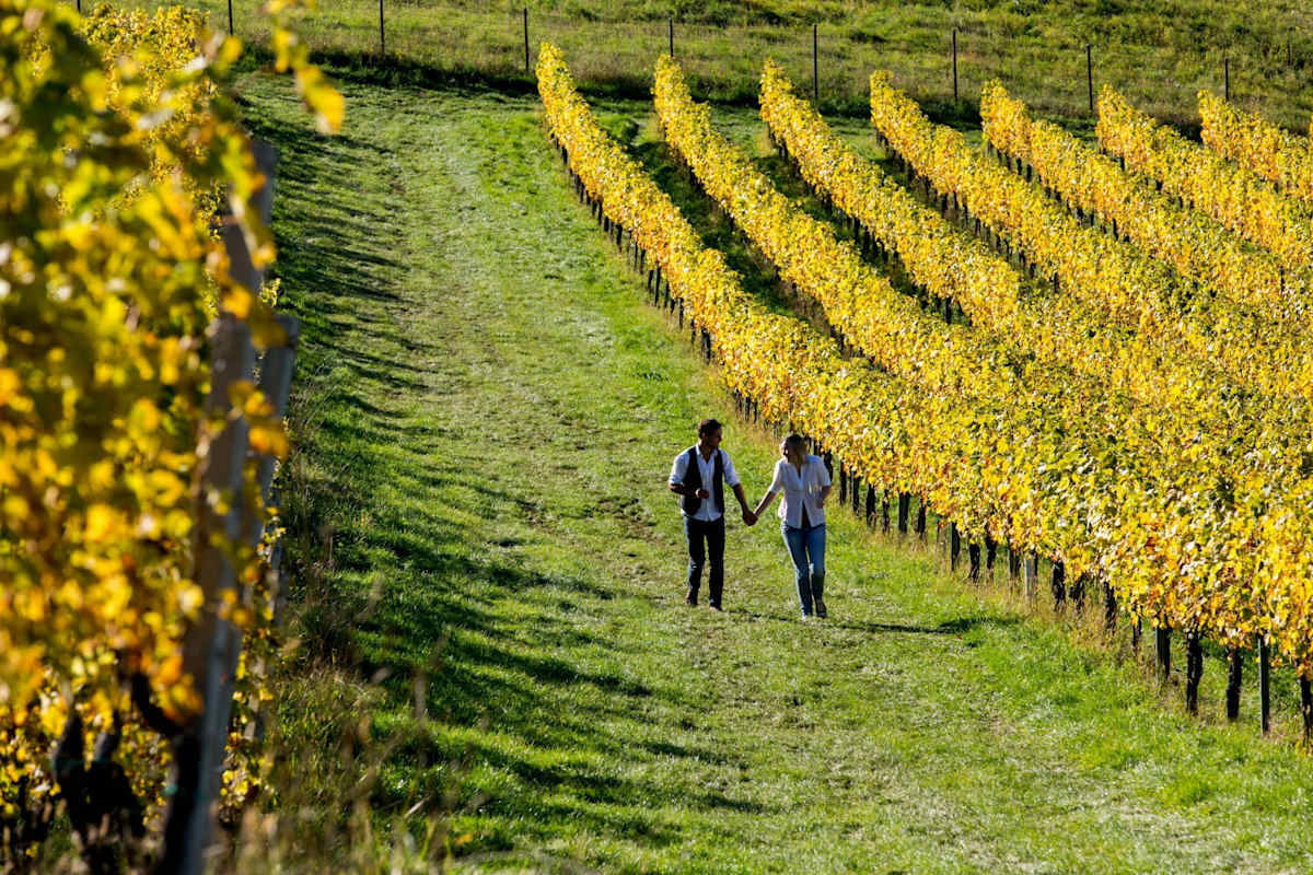Im Herbst besonders schön - WEINwandern an der Südsteirischen Weinstraße