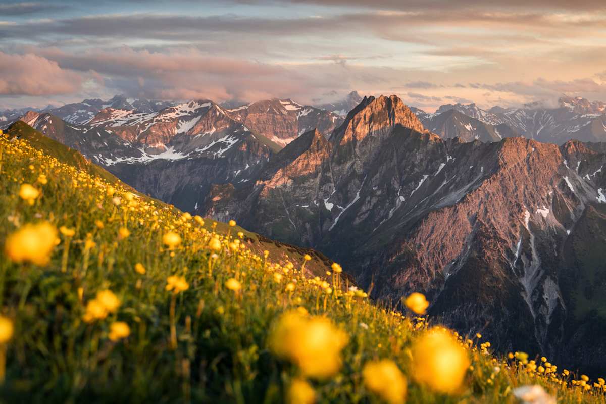 Ein gelbes Blumenmeer vor einem mächtigen Felsgipfel.