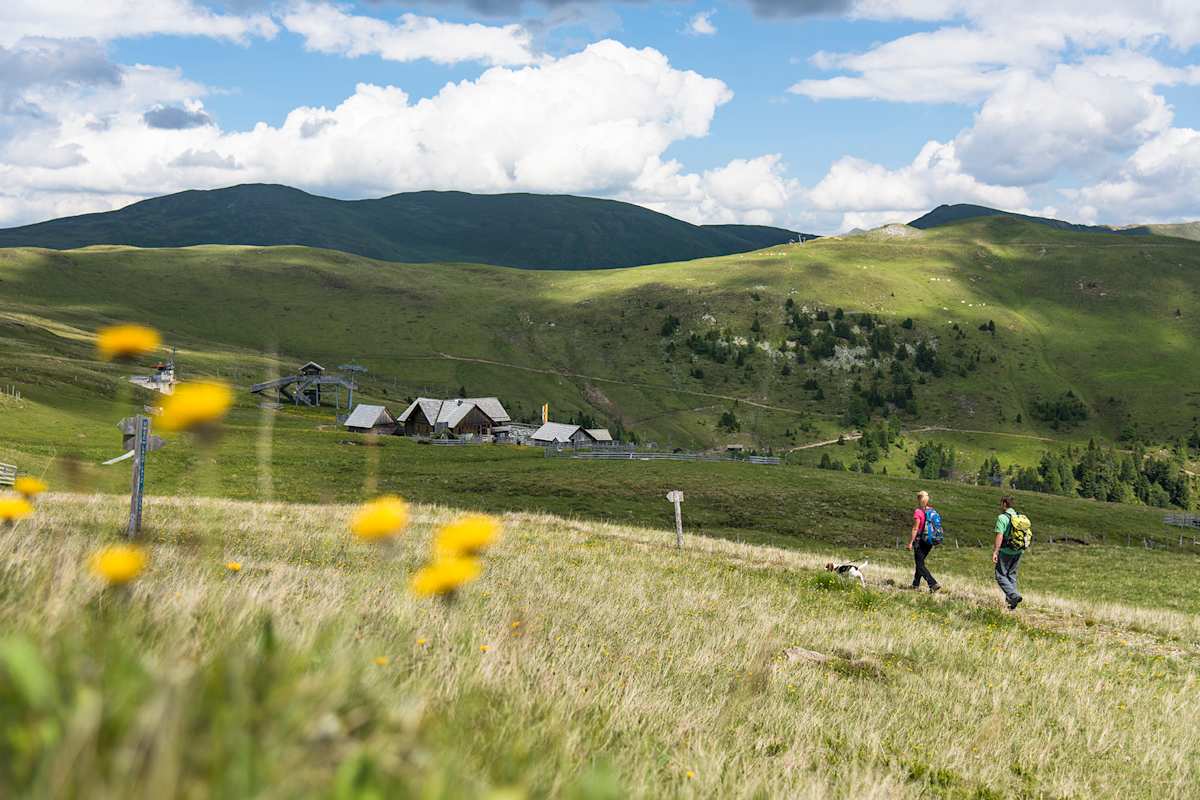 Saftige Almwiesen nahe der Blutigen Alm