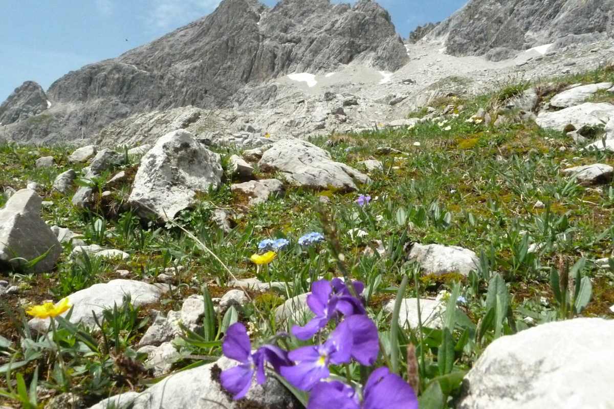 Wunderschöne Alpenflora in den Allgäuer Alpen