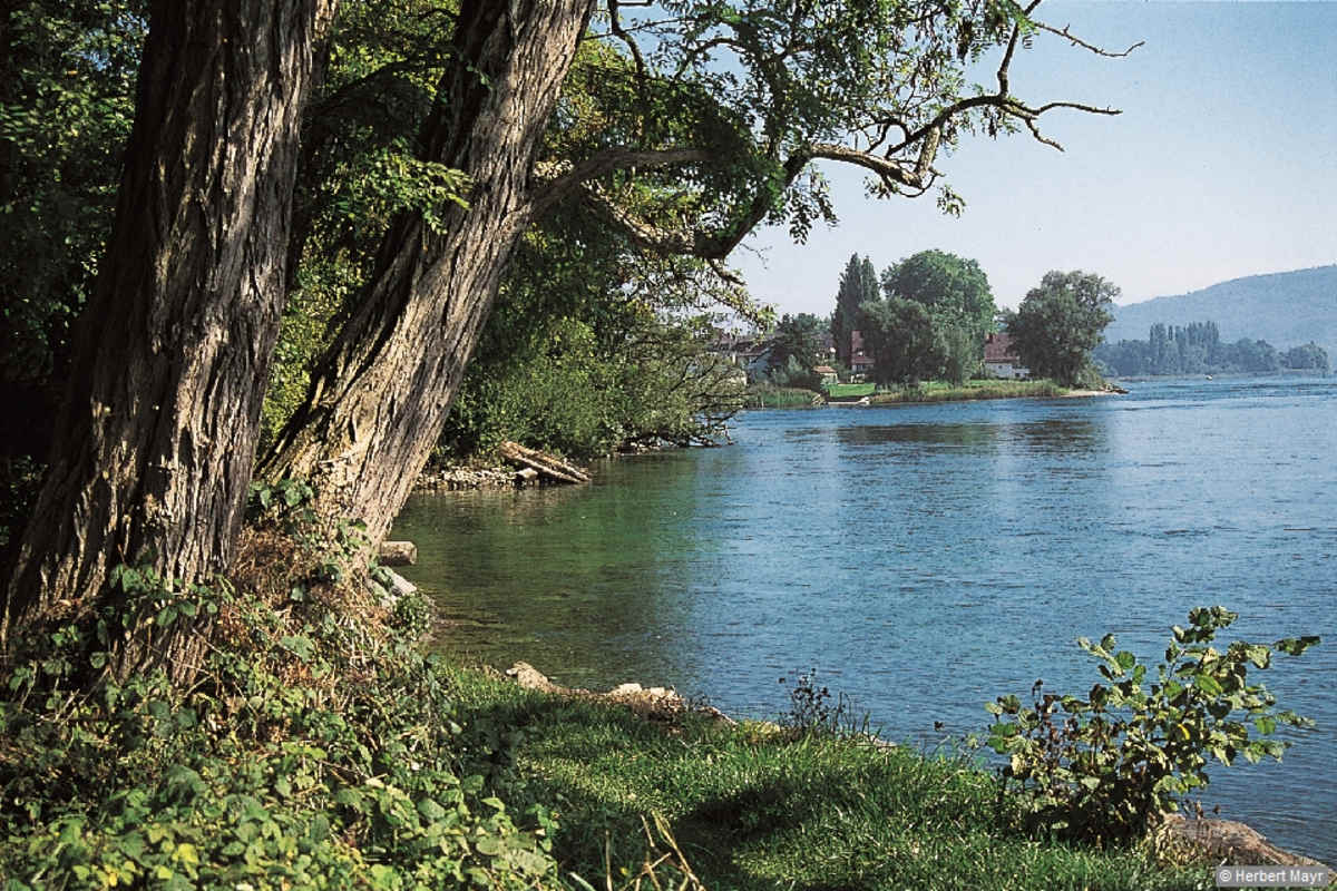 Bei Steigen verlässt der Hochrhein den Bodensee