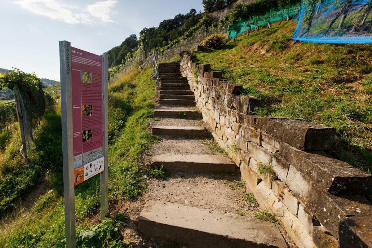 Rebkulturweg