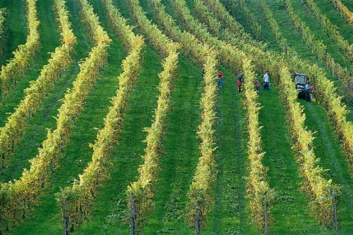 Weinreben im Apfelland