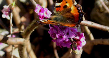 Seidelbast, Seidelbastgewächse: Blütezeit: März – Mai. Nicht nur was fürs Auge, sondern vor allem auch für die Nase ist der giftige Seidelbast mit seinem betörenden Duft, der wohl auch den „Kleinen Fuchs“ angelockt hat.