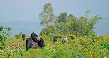 Virungas Berggorillas Reise
