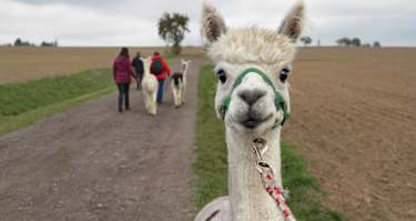 Alpaka-Wanderung mit Alpaka im Vordergrund