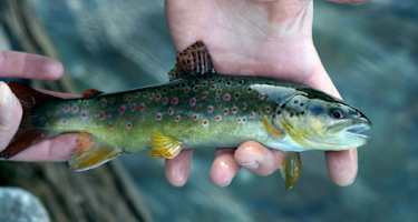 Bachforelle Fliegenfischen Zillertal