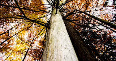 Ein Wald voller bunter Blätter