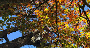 Die mächtigen Buchen sind im Herbst besonders schön.