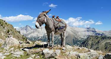 Mit dem Esel durch die französischen Alpen
