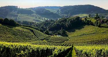 Die Weinberge der Südsteiermark