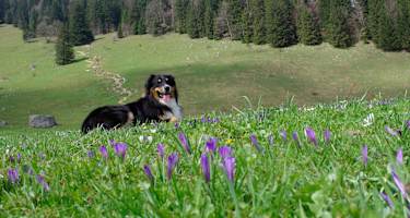 Heuberg: Wandern mit Hund