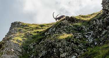 Den Steinbock bekommt man am Steinbock-Trek am Brienzer Rothorn häufig zu Gesicht.