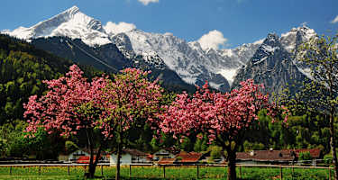 Frühling in den Bergen: Kirschblüte im bayerischen Wettersteingebirge