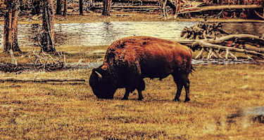 Der Bison ist das größte Landsäugetier Nordamerikas. Er steht für Stärke, Präsenz und Willenskraft.