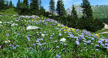 Blumenvielfalt im Karwendel