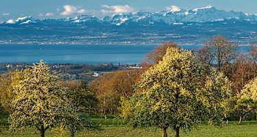 Konstanz in Baden-Württemberg: Bodensee mit Schweizer Alpen