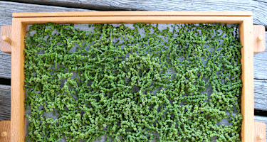 Für den Winter Vorrat können Brennnessel-Samen einfach selbst getrocknet werden.