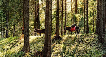 Eselwanderung im Wald.