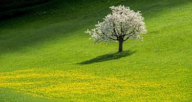 Schweiz: Kirschbaum im Fricktal