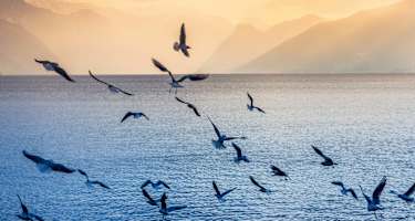 Traunsee bei Gmunden im österreichischen Salzkammergut