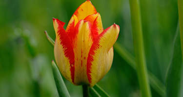 Grengjer Tulpe: Chalberweid im Wallis