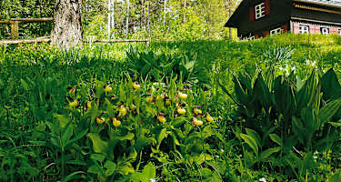 Orchideenparadies auf dem Hasenbuck: Wandern in Schaffhausen in der Schweiz