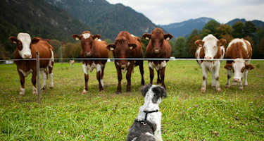 Hund und Kühe im Salzburger Land