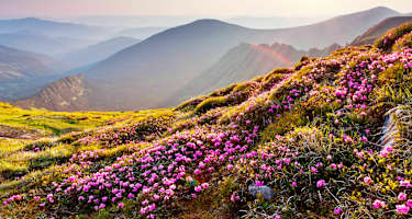 Allergie in den Alpen