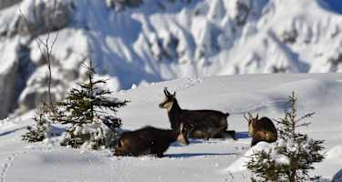 Gämsen sind gut an die winterlichen Bedingungen im Hochgebirge angepasst.