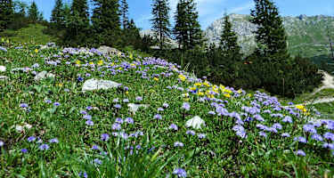 Blumenpracht im Naturpark Karwendel