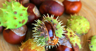 Herbstgruß: Kastanien