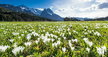 Frühling in Bayern: Krokuswiese bei Garmisch mit Alpspitz und Waxenstein