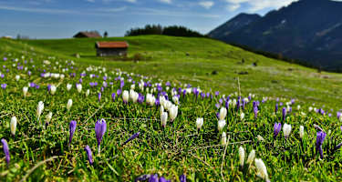 Krokuswiese in den Alpen
