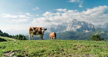Dolomiten: Kühe auf der Klammbachalm in Südtirol