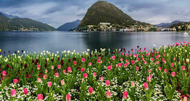 Tulpen am Luganersee