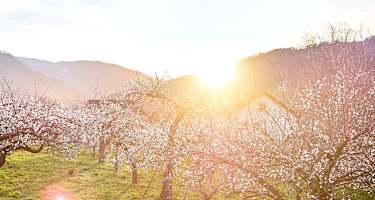 Marillenblüte in der Wachau im Frühling mit Blick auf blühende Marillengärten