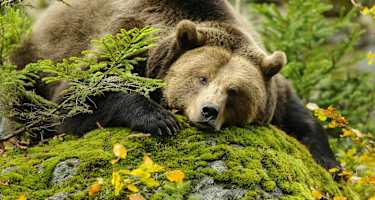 Europäischer Braunbär Welttierschutztag