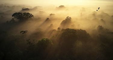 Regenwald in Ecuador