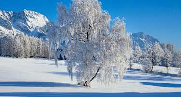 Oberflächenreif: an Bäumen wunderschön anzusehen, doch in der Schneedecke verborgen oft eine Gefahr