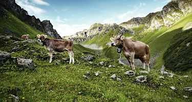 Das Montafoner Braunvieh aus Vorarlberg